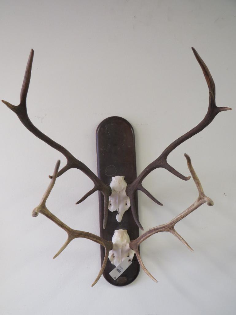 2 Euro Elk Racks on a Plaque (ONE$) TAXIDERMY (1 of 4)