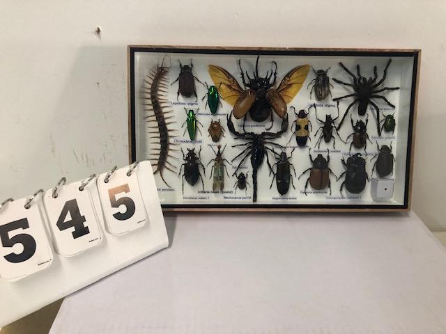 INSECT DISPLAY ODDITY TAXIDERMY (1 of 1)