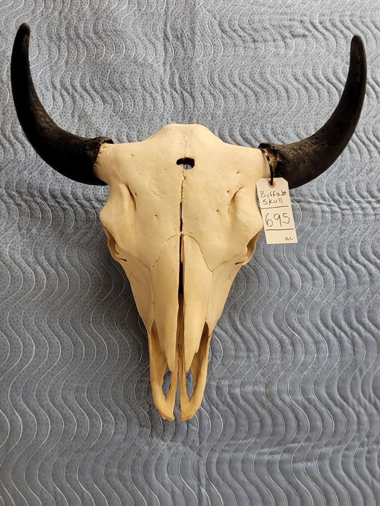 BUFFALO SKULL TAXIDERMY: TAXIDERMY