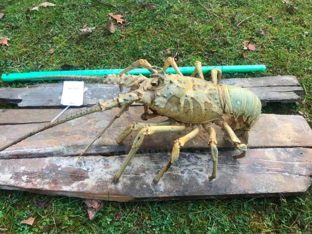 HUGE TEXAS Size , Life size LOBSTER , Taxidermy mount: TAXIDERMY