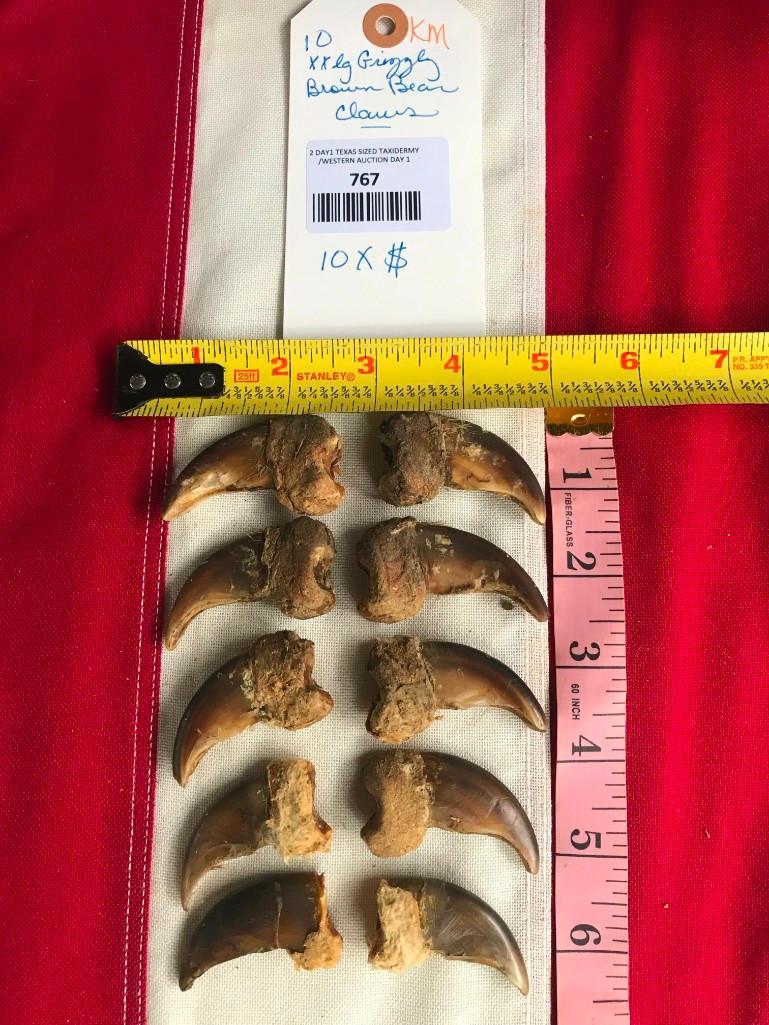 Ten Large Grizzly Bear CLAWS, Taxidermy = 10 x $ (1 of 4)