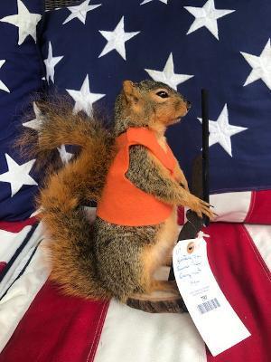 New Taxidermy - Hunting FOX SQUIRREL , complete with (1 of 4)