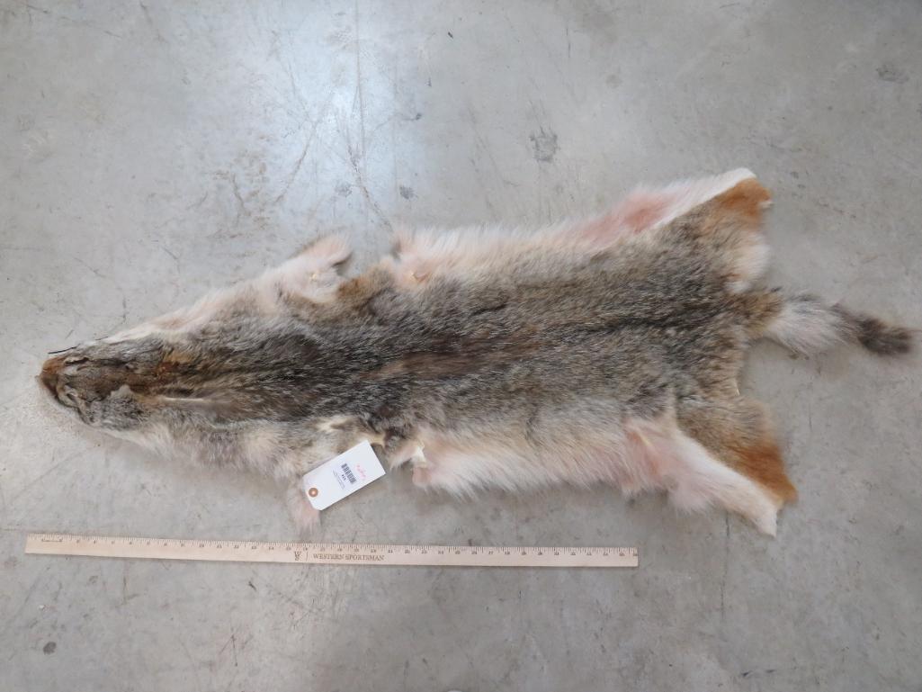 COYOTE HIDE TAXIDERMY: TAXIDERMY