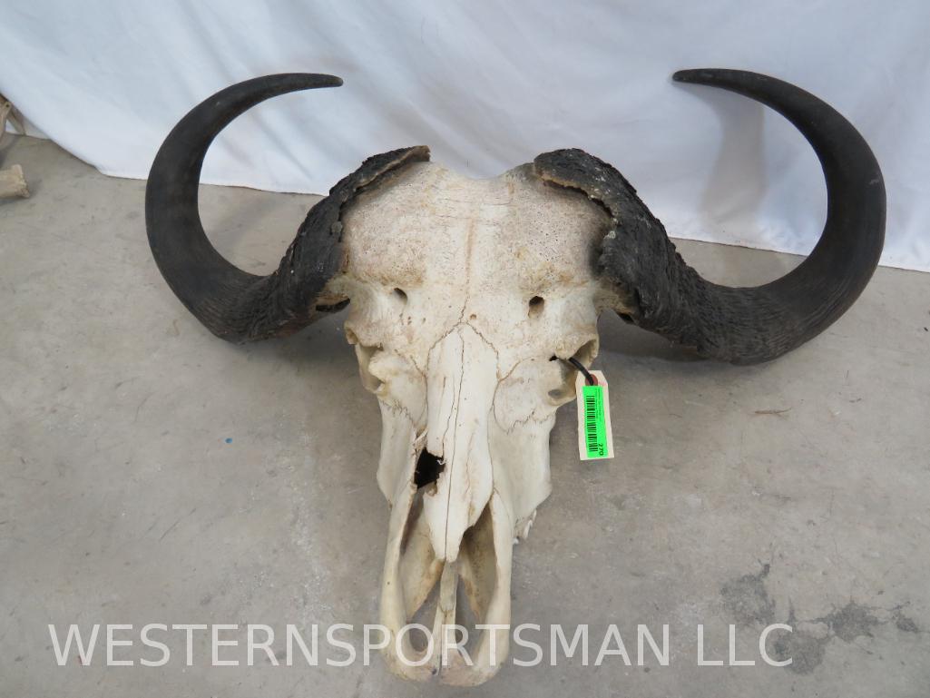 CAPE BUFFALO SKULL TAXIDERMY: *IF YOU ARE UNFAMILIAR W/SHIPPING PLEASE CHECK OUR TERMS & CONDITIONS FOR A LIST OF 3RD PARTY HAULERS TO GET QUOTES*