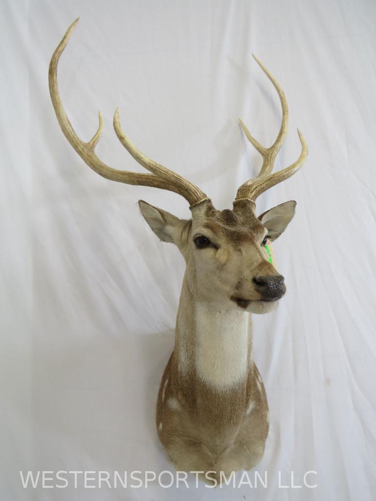 Axis Deer Sh Mt TAXIDERMY: *IF YOU ARE UNFAMILIAR W/SHIPPING PLEASE CHECK OUR TERMS & CONDITIONS FOR A LIST OF 3RD PARTY HAULERS TO GET QUOTES*