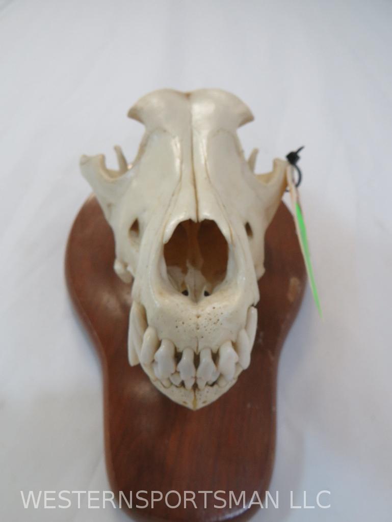 BLACK BEAR SKULL TAXIDERMY: *IF YOU ARE UNFAMILIAR W/SHIPPING PLEASE CHECK OUR TERMS & CONDITIONS FOR A LIST OF 3RD PARTY HAULERS TO GET QUOTES*