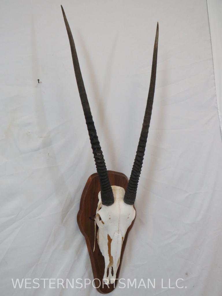 GEMSBOK SKULL ON PLAQUE TAXIDERMY: *IF YOU ARE UNFAMILIAR W/SHIPPING PLEASE CHECK OUR TERMS & CONDITIONS FOR A LIST OF 3RD PARTY HAULERS TO GET QUOTES*