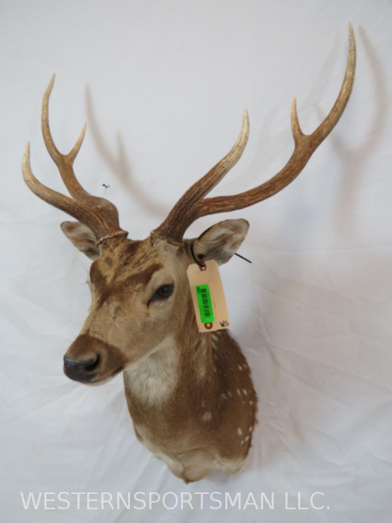 Axis Deer Sh Mt TAXIDERMY: *IF YOU ARE UNFAMILIAR W/SHIPPING PLEASE CHECK OUR TERMS & CONDITIONS FOR A LIST OF 3RD PARTY HAULERS TO GET QUOTES*