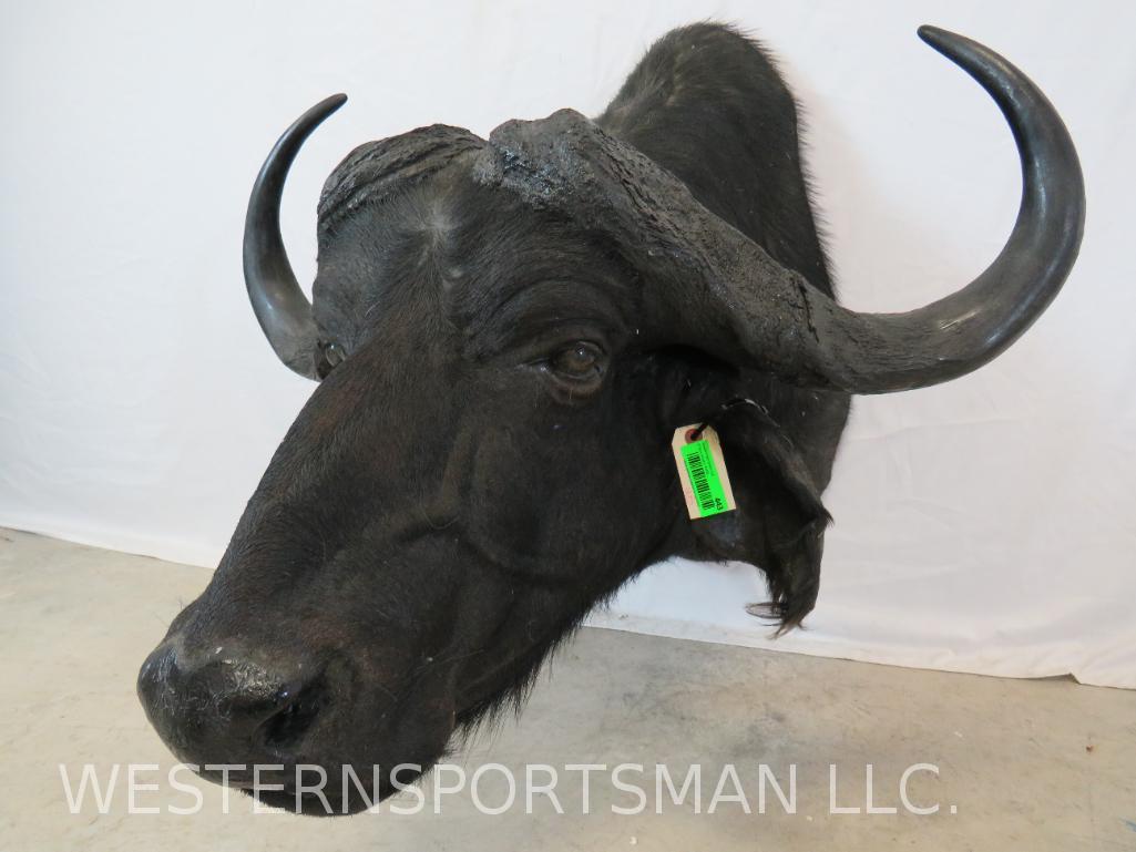 CAPE BUFFALO SH MT TAXIDERMY: *IF YOU ARE UNFAMILIAR W/SHIPPING PLEASE CHECK OUR TERMS & CONDITIONS FOR A LIST OF 3RD PARTY HAULERS TO GET QUOTES*