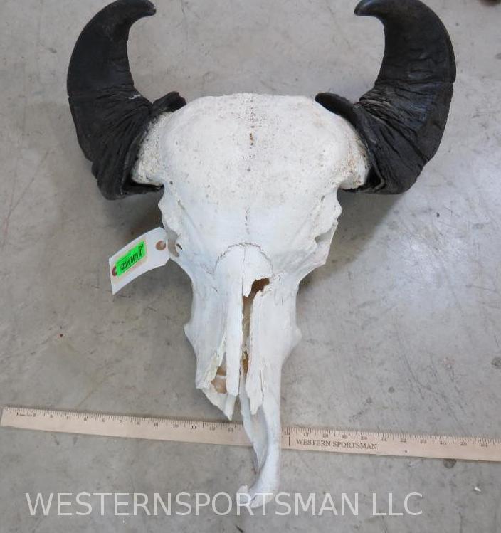WATER BUFFALO SKULL TAXIDERMY: *IF YOU ARE UNFAMILIAR W/SHIPPING PLEASE CHECK OUR TERMS & CONDITIONS FOR A LIST OF 3RD PARTY HAULERS TO GET QUOTES*