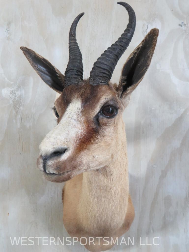SPRINGBOK SH MT TAXIDERMY: *IF YOU ARE UNFAMILIAR W/SHIPPING PLEASE CHECK OUR TERMS & CONDITIONS FOR A LIST OF 3RD PARTY HAULERS TO GET QUOTES*