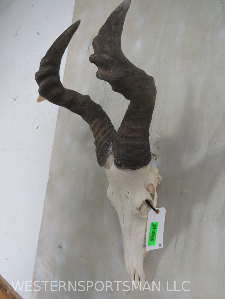 HARTEBEEST SKULL W/HORNS TAXIDERMY: *IF YOU ARE UNFAMILIAR W/SHIPPING PLEASE CHECK OUR TERMS & CONDITIONS FOR A LIST OF 3RD PARTY HAULERS TO GET QUOTES*
