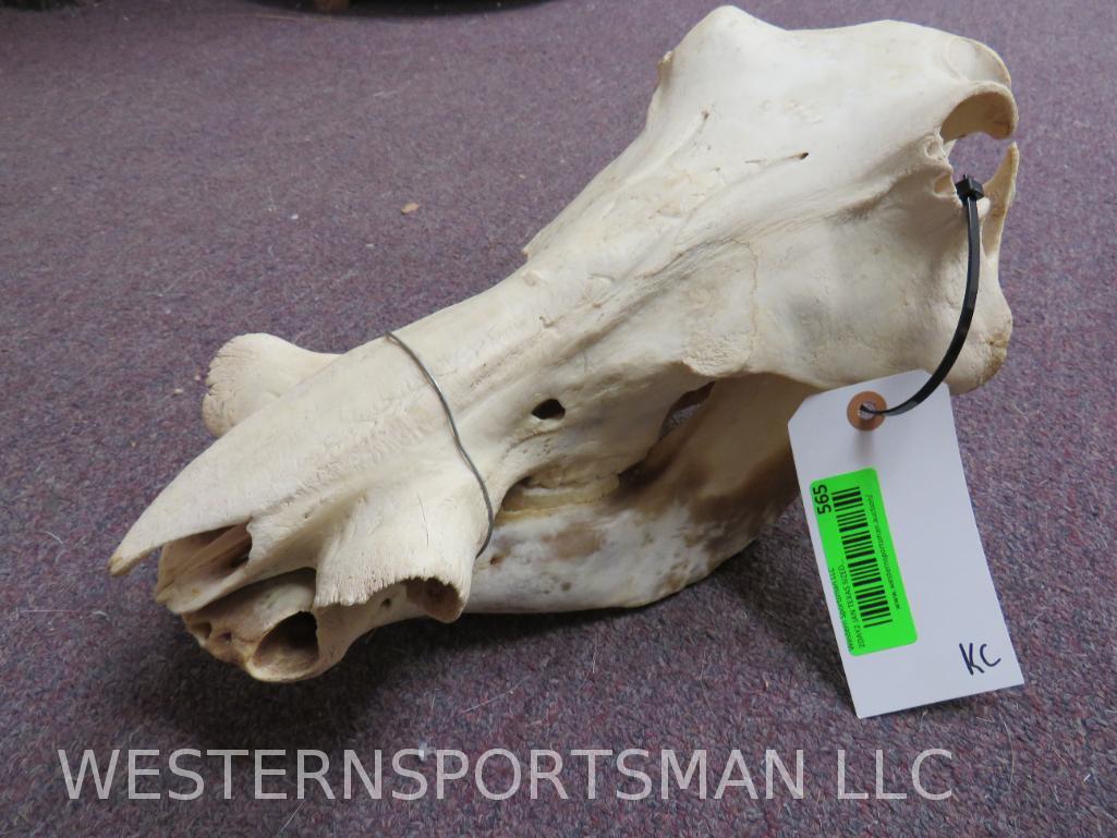 WARTHOG SKULL NO TUSK TAXIDERMY: *IF YOU ARE UNFAMILIAR W/SHIPPING PLEASE CHECK OUR TERMS & CONDITIONS FOR A LIST OF 3RD PARTY HAULERS TO GET QUOTES*
