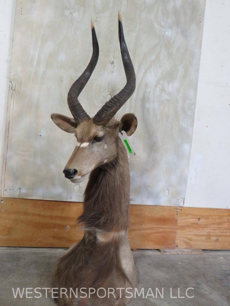 NYALA TABLE MT TAXIDERMY: *IF YOU ARE UNFAMILIAR W/SHIPPING PLEASE CHECK OUR TERMS & CONDITIONS FOR A LIST OF 3RD PARTY HAULERS TO GET QUOTES*