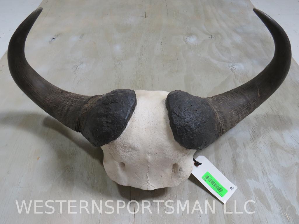 CAPE BUFFALO HORNS TAXIDERMY: *IF YOU ARE UNFAMILIAR W/SHIPPING PLEASE CHECK OUR TERMS & CONDITIONS FOR A LIST OF 3RD PARTY HAULERS TO GET QUOTES*