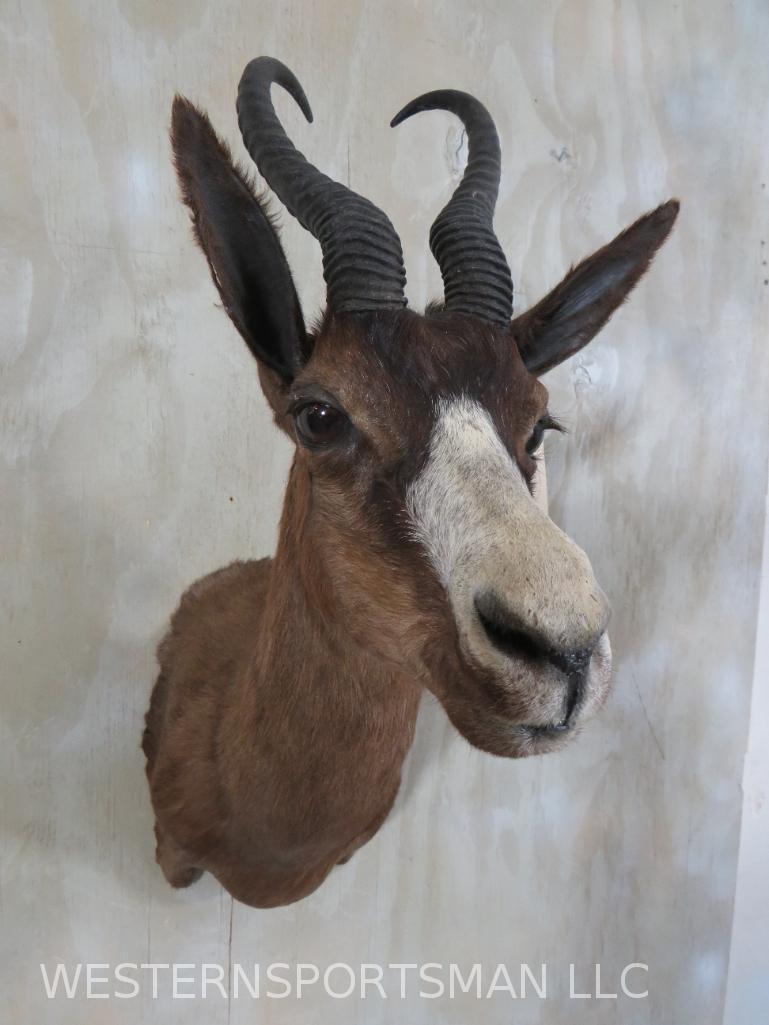 CHOCOLATE SPRINGBOK SH MT TAXIDERMY: *IF YOU ARE UNFAMILIAR W/SHIPPING PLEASE CHECK OUR TERMS & CONDITIONS FOR A LIST OF 3RD PARTY HAULERS TO GET QUOTES*