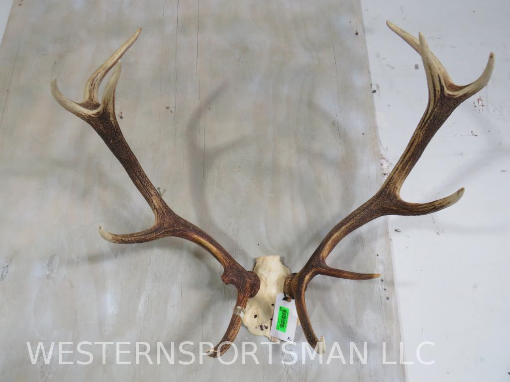 RED STAG RACK ON SKULL PLATE TAXIDERMY: *IF YOU ARE UNFAMILIAR W/SHIPPING PLEASE CHECK OUR TERMS & CONDITIONS FOR A LIST OF 3RD PARTY HAULERS TO GET QUOTES*