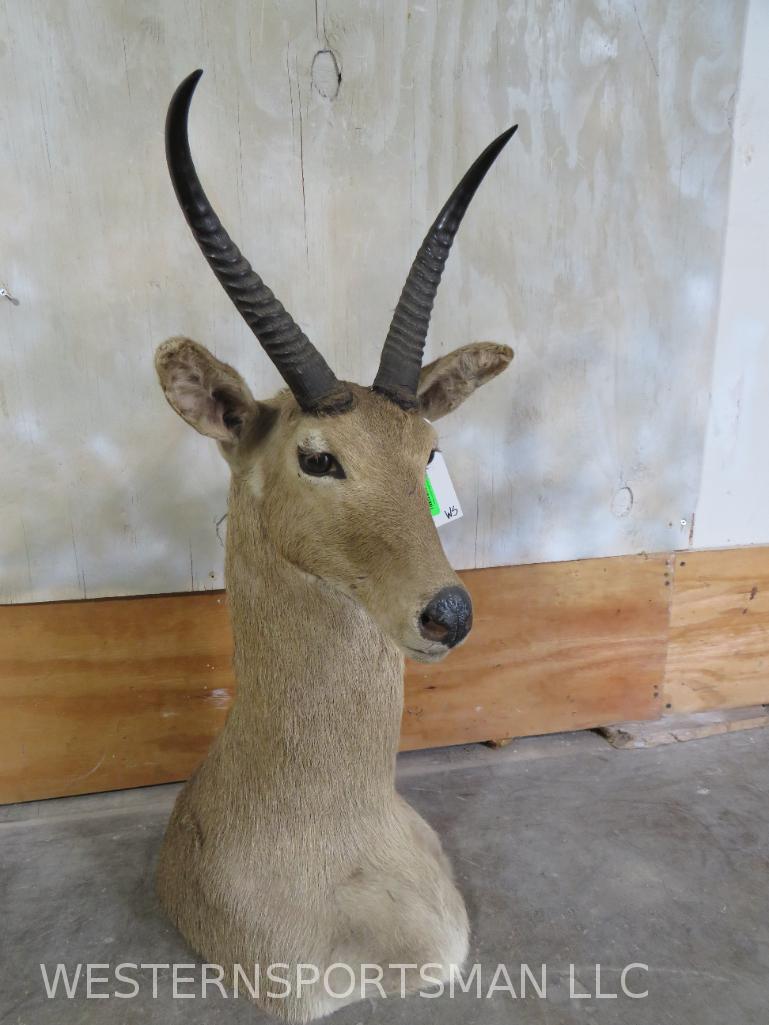 Reedbuck TABLE Mt TAXIDERMY: *IF YOU ARE UNFAMILIAR W/SHIPPING PLEASE CHECK OUR TERMS & CONDITIONS FOR A LIST OF 3RD PARTY HAULERS TO GET QUOTES*