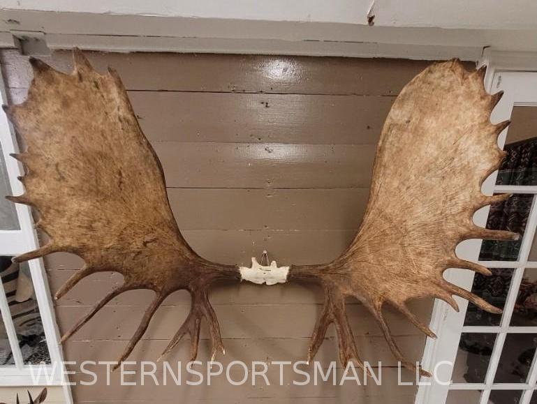 XL MOOSE RACK TAXIDERMY: 53" SPREAD*IF YOU ARE UNFAMILIAR W/SHIPPING PLEASE CHECK OUR TERMS & CONDITIONS FOR A LIST OF 3RD PARTY HAULERS TO GET QUOTES*