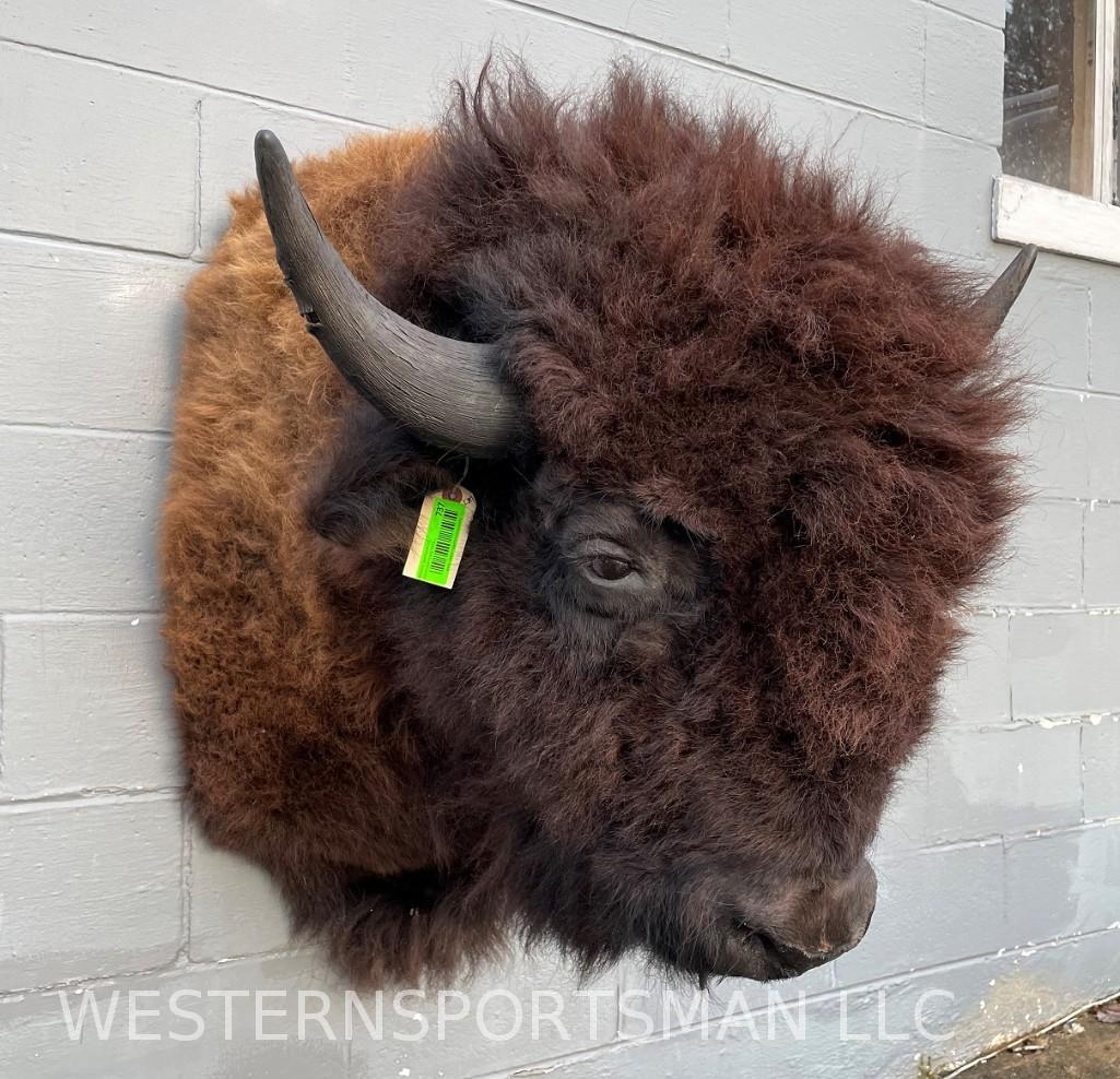 Large American Bison or Buffalo Shoulder mount, NEW: 27 1/2 inches Across the horns, 44 inches tall, and 38 inches out from the wall...Big Long Hair, Shaggy mount !