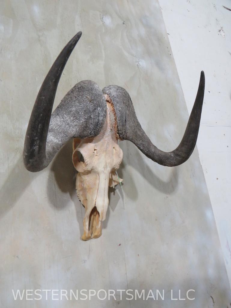 Black Wildebeest SKULL TAXIDERMY: *IF YOU ARE UNFAMILIAR W/SHIPPING PLEASE CHECK OUR TERMS & CONDITIONS FOR A LIST OF 3RD PARTY HAULERS TO GET QUOTES*