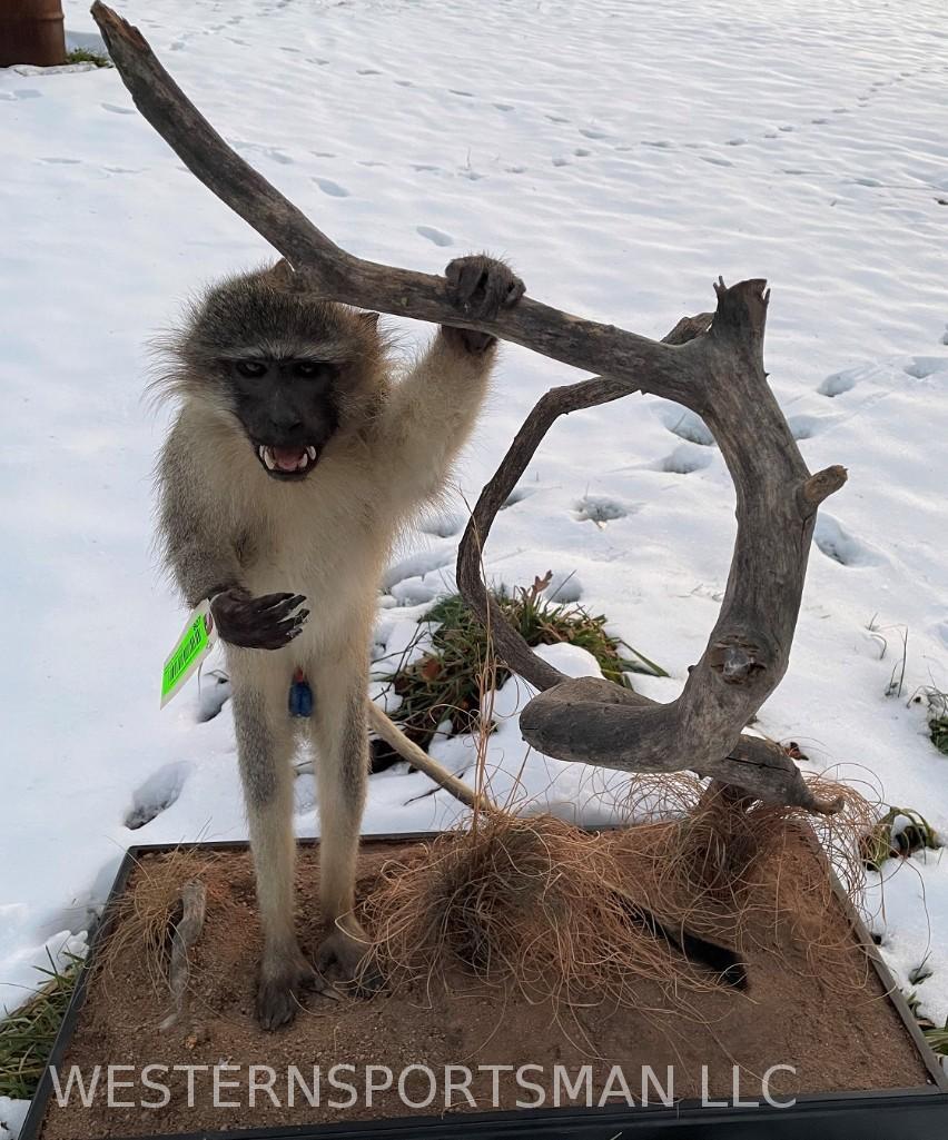 Cool, looking Vervet Monkey, Life-size mount, on a: 32 inches long x 16 inches wide, and 35 inches tall..