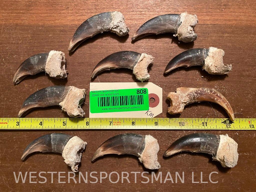 10 XLG. Grizzly Bear " FRONT " Claws, Taxidermy (10x$): 2 1/2to 3 inches long in straight line, 3 to 3 1/4 inches along curve 10 X $