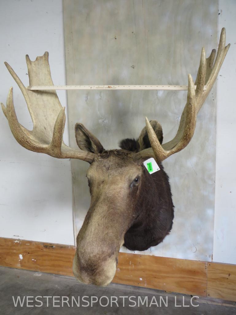 Moose Sh Mt TAXIDERMY: *IF YOU ARE UNFAMILIAR W/SHIPPING PLEASE CHECK OUR TERMS & CONDITIONS FOR A LIST OF 3RD PARTY HAULERS TO GET QUOTES*