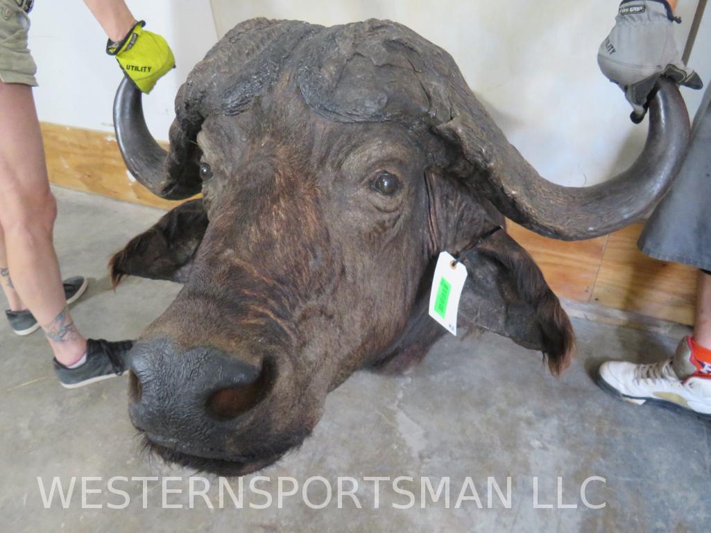 CAPE BUFFALO SH MT TAXIDERMY: *IF YOU ARE UNFAMILIAR W/SHIPPING PLEASE CHECK OUR TERMS & CONDITIONS FOR A LIST OF 3RD PARTY HAULERS TO GET QUOTES*