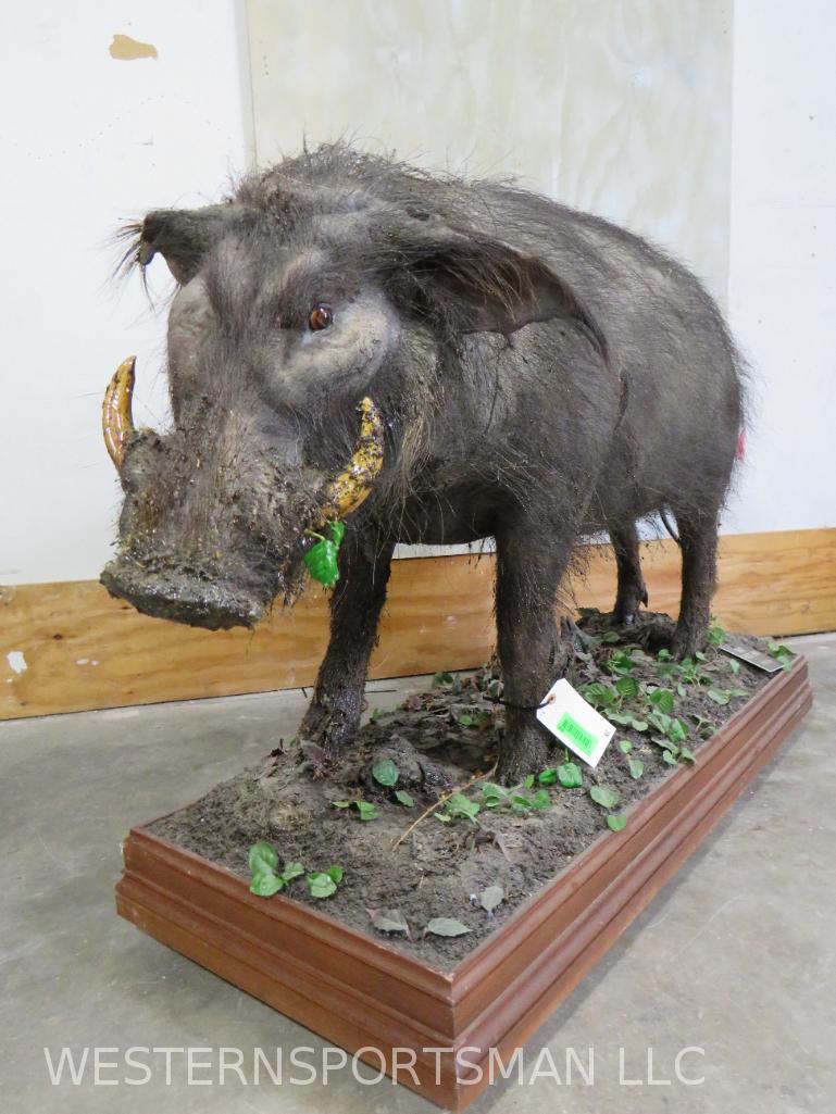 LIFESIZE HOG ON BASE TAXIDERMY: *IF YOU ARE UNFAMILIAR W/SHIPPING PLEASE CHECK OUR TERMS & CONDITIONS FOR A LIST OF 3RD PARTY HAULERS TO GET QUOTES*
