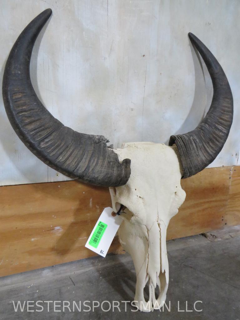 REALLY NICE WATER BUFFALO SKULL TAXIDERMY: *IF YOU ARE UNFAMILIAR W/SHIPPING PLEASE CHECK OUR TERMS & CONDITIONS FOR A LIST OF 3RD PARTY HAULERS TO GET QUOTES*