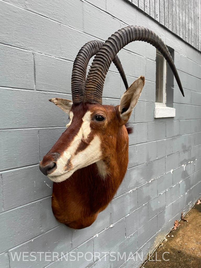 Monster size African SABLE Antelope Horns are a: Mount is 41 inches tall and out from the wall 26 inches BIG HORNS !! Nice Taxidermy