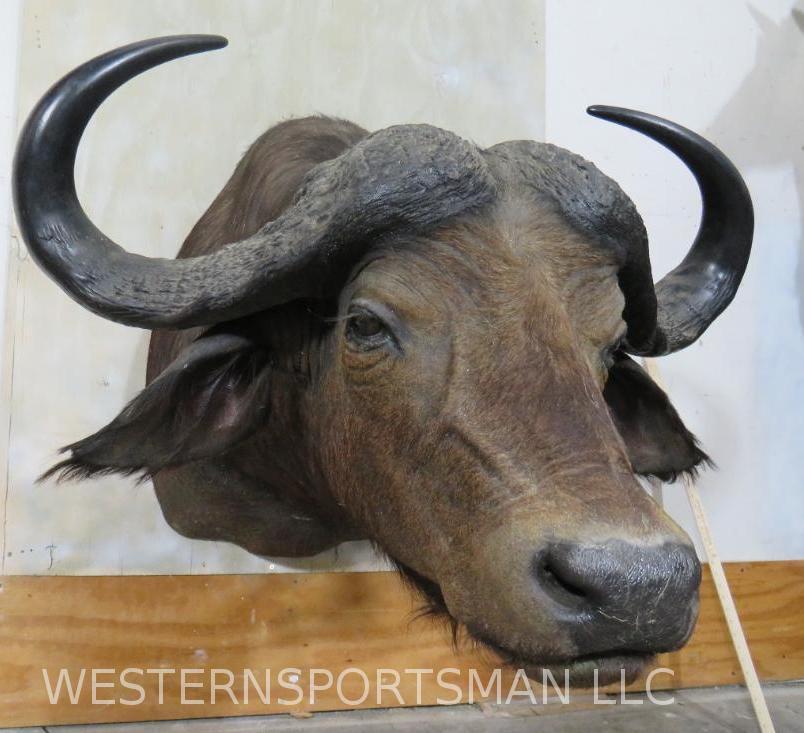 CAPE BUFFALO SH MT TAXIDERMY: *IF YOU ARE UNFAMILIAR W/SHIPPING PLEASE CHECK OUR TERMS & CONDITIONS FOR A LIST OF 3RD PARTY HAULERS TO GET QUOTES*