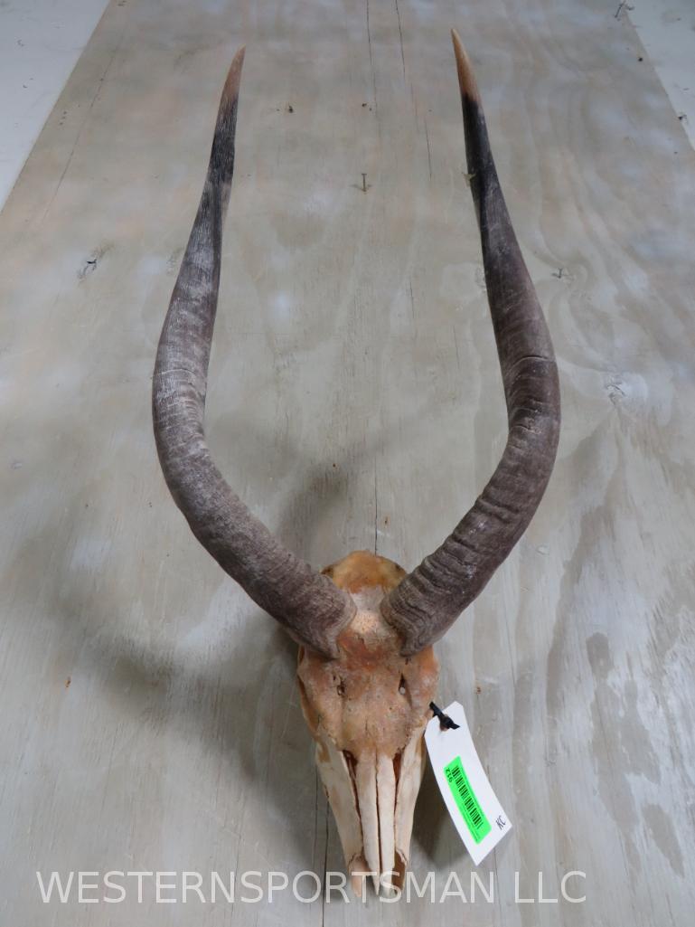 NYALA 1/2 SKULL W/HORNS TAXIDERMY: *IF YOU ARE UNFAMILIAR W/SHIPPING PLEASE CHECK OUR TERMS & CONDITIONS FOR A LIST OF 3RD PARTY HAULERS TO GET QUOTES*