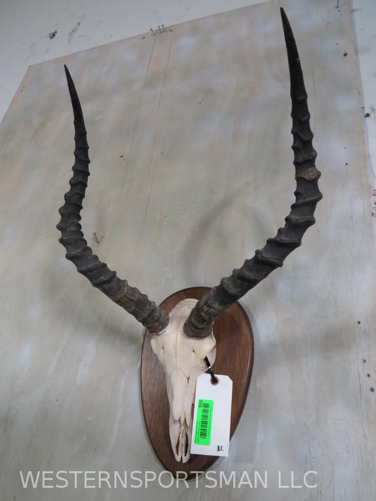 IMPALA UPPER SKULL ONPLAQUE TAXIDERMY: *IF YOU ARE UNFAMILIAR W/SHIPPING PLEASE CHECK OUR TERMS & CONDITIONS FOR A LIST OF 3RD PARTY HAULERS TO GET QUOTES*