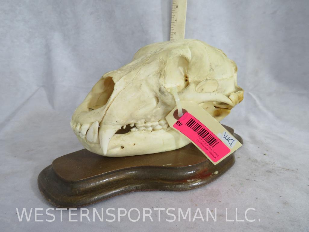 BLACK BEAR SKULL ON PLAQUE TAXIDERMY: TAXIDERMY