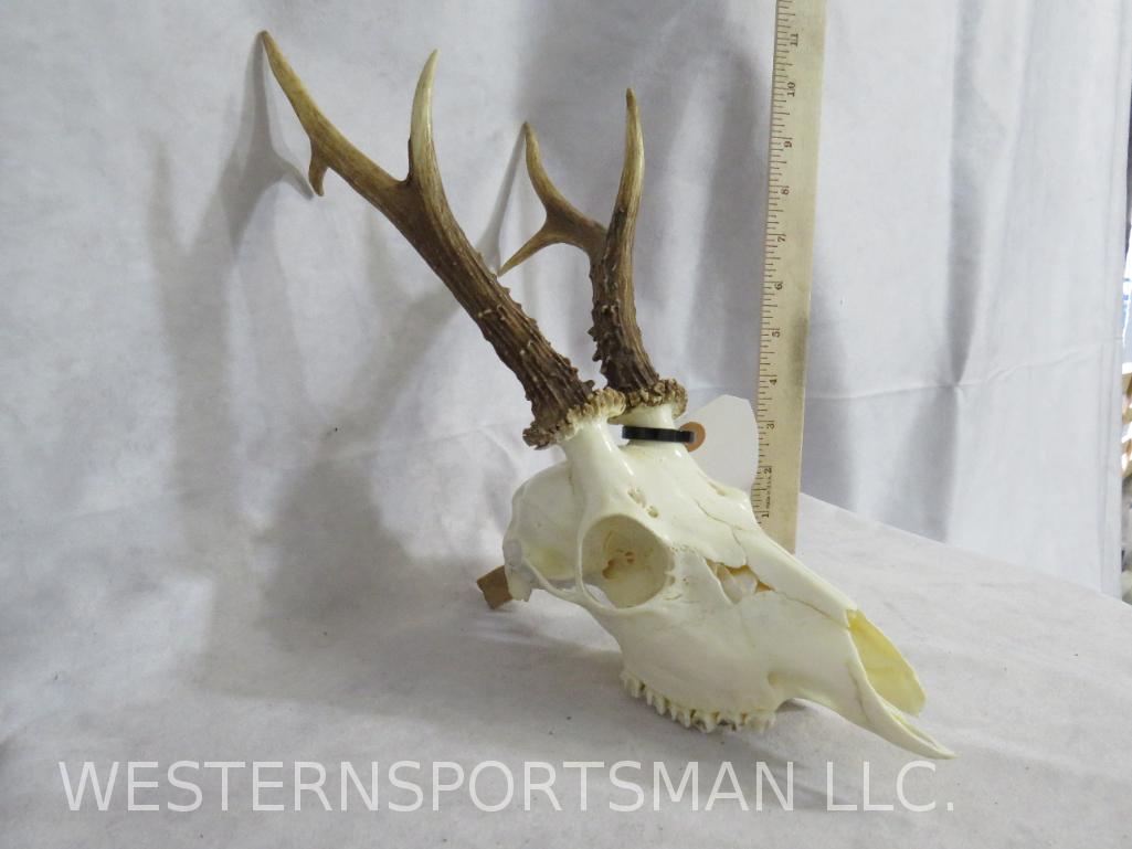 ROE DEER SKULL -NO BOTTOM JAW TAXIDERMY: TAXIDERMY