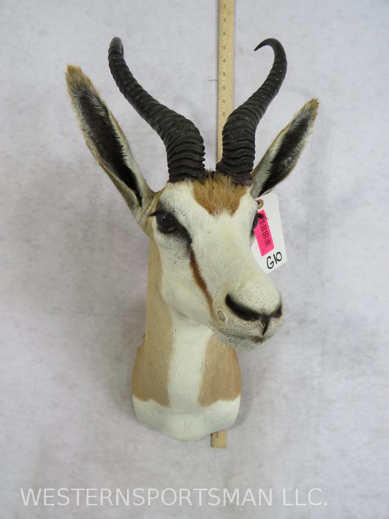 SPRINGBOK SH MT TAXIDERMY: TAXIDERMY