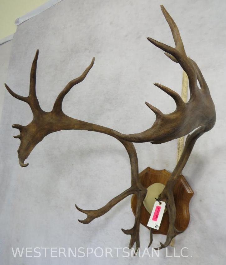 CARIBOU RACK ON PLAQUE TAXIDERMY: TAXIDERMY