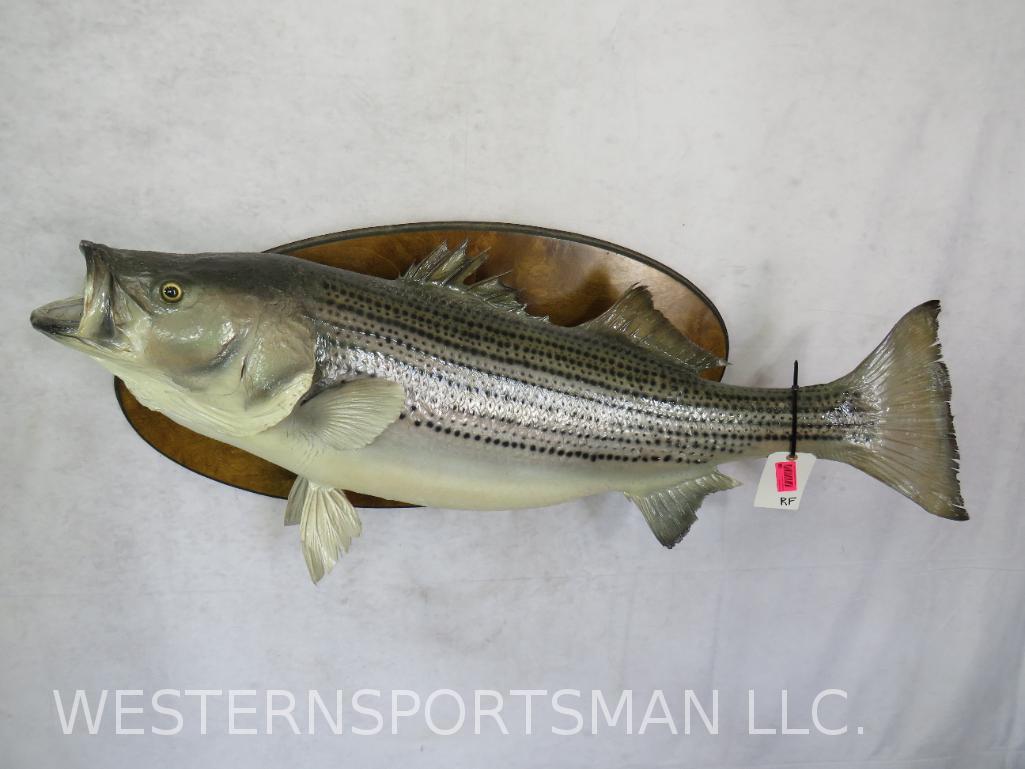 REAL SKIN STRIPPED BASS FISH MT TAXIDERMY: TAXIDERMY