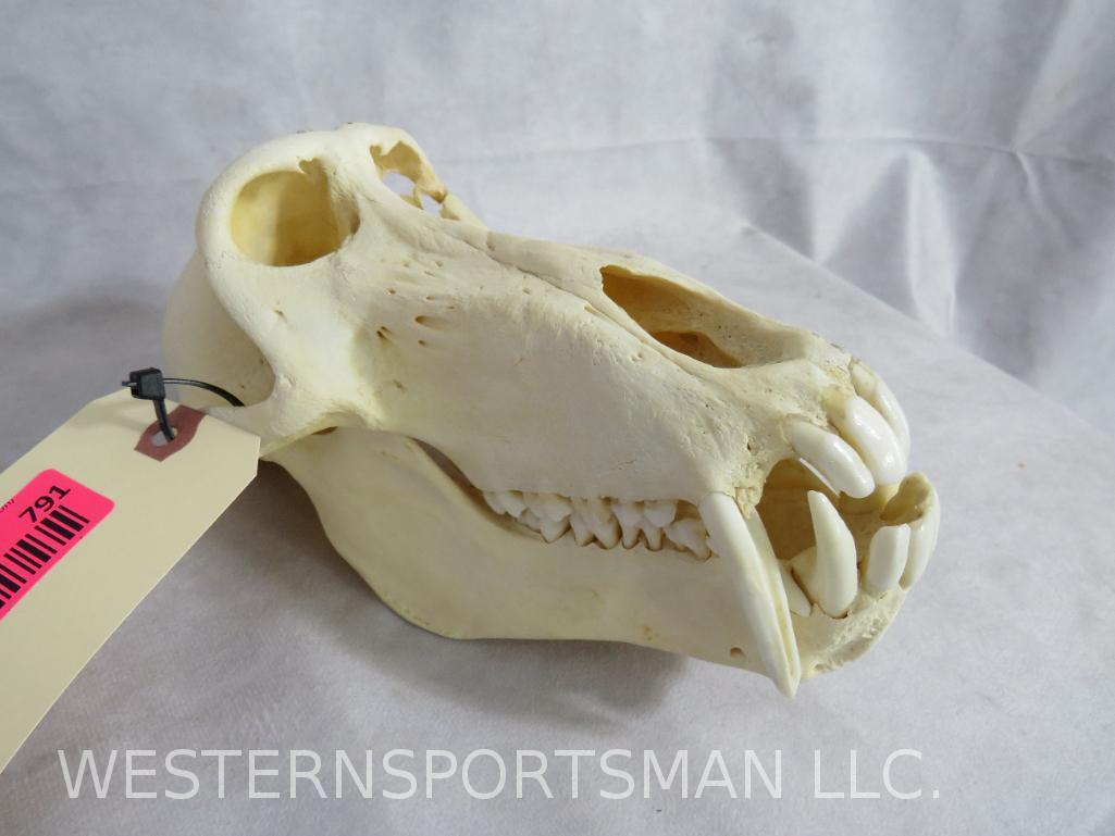 XL MONSTER COMPLETE BABOON SKULL TAXIDERMY ODDITIES: TAXIDERMY