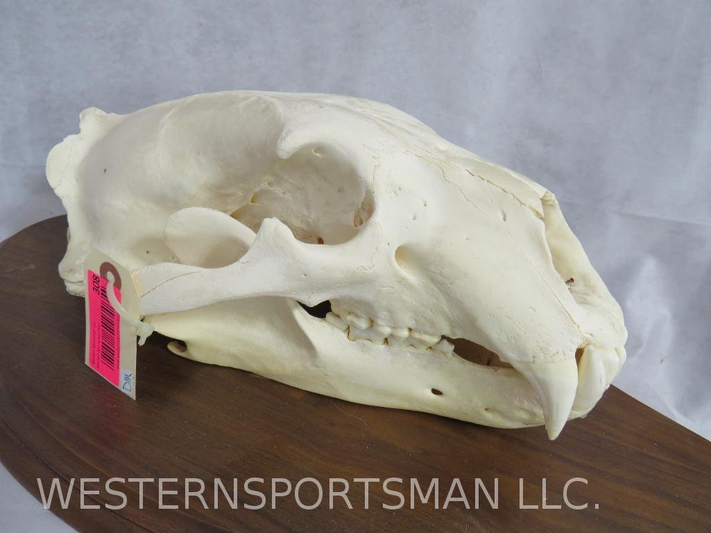 REALLY NICE COMPLETE POLAR BEAR SKULL ON PLAQUE *US RES*: TAXIDERMY