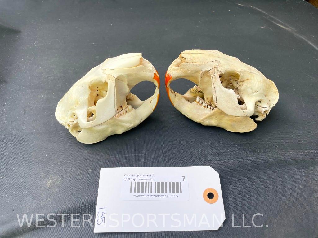2 XX Large Beaver skulls, with all teeth 5 inches long x 3 1/2 inches wide... 2 X $: TAXIDERMY