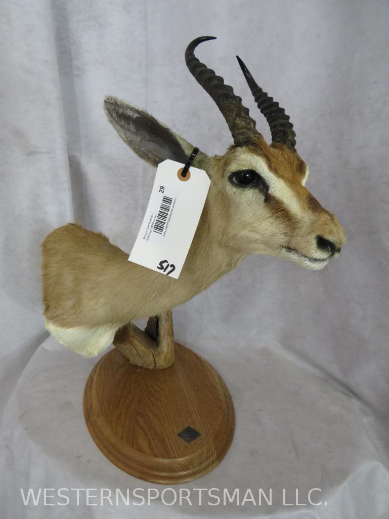 Springbok Table Pedestal TAXIDERMY: TAXIDERMY