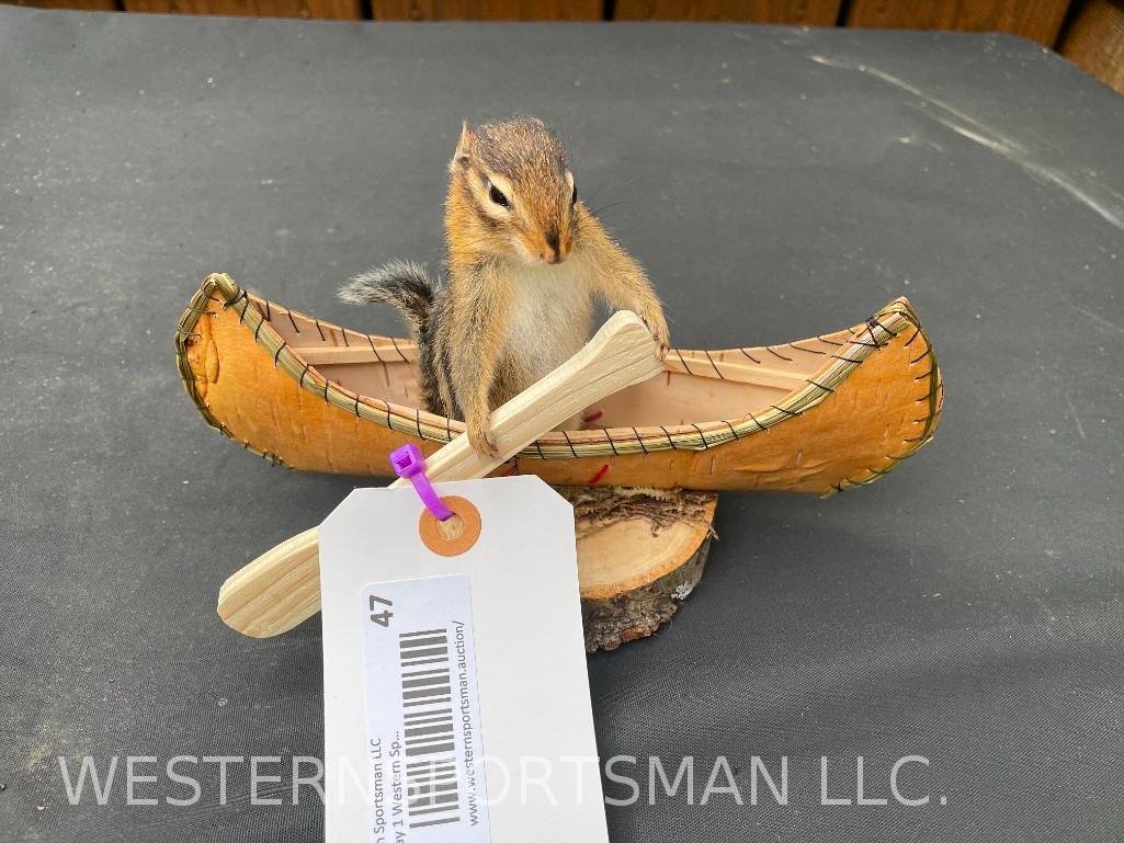 New Taxidermy, Chipmunk in a Canoe, 8 inches long x 5 inches tall. TAXIDERMY: TAXIDERMY