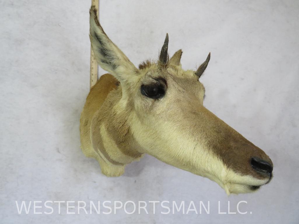 Pronghorn Sh Mt   TAXIDERMY (1 of 5)