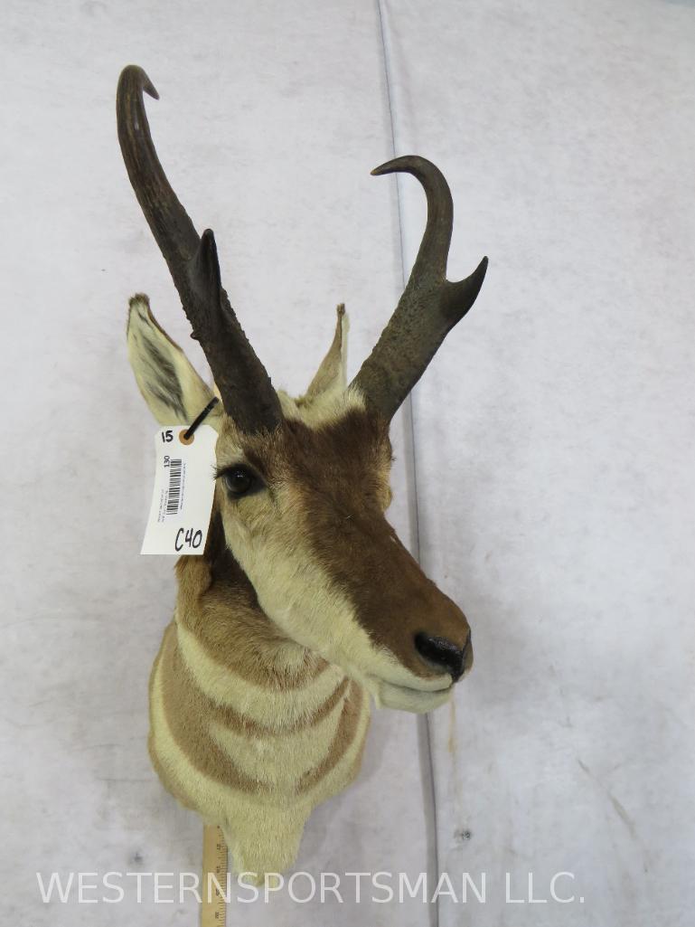 Pronghorn Sh Mt   TAXIDERMY (1 of 3)