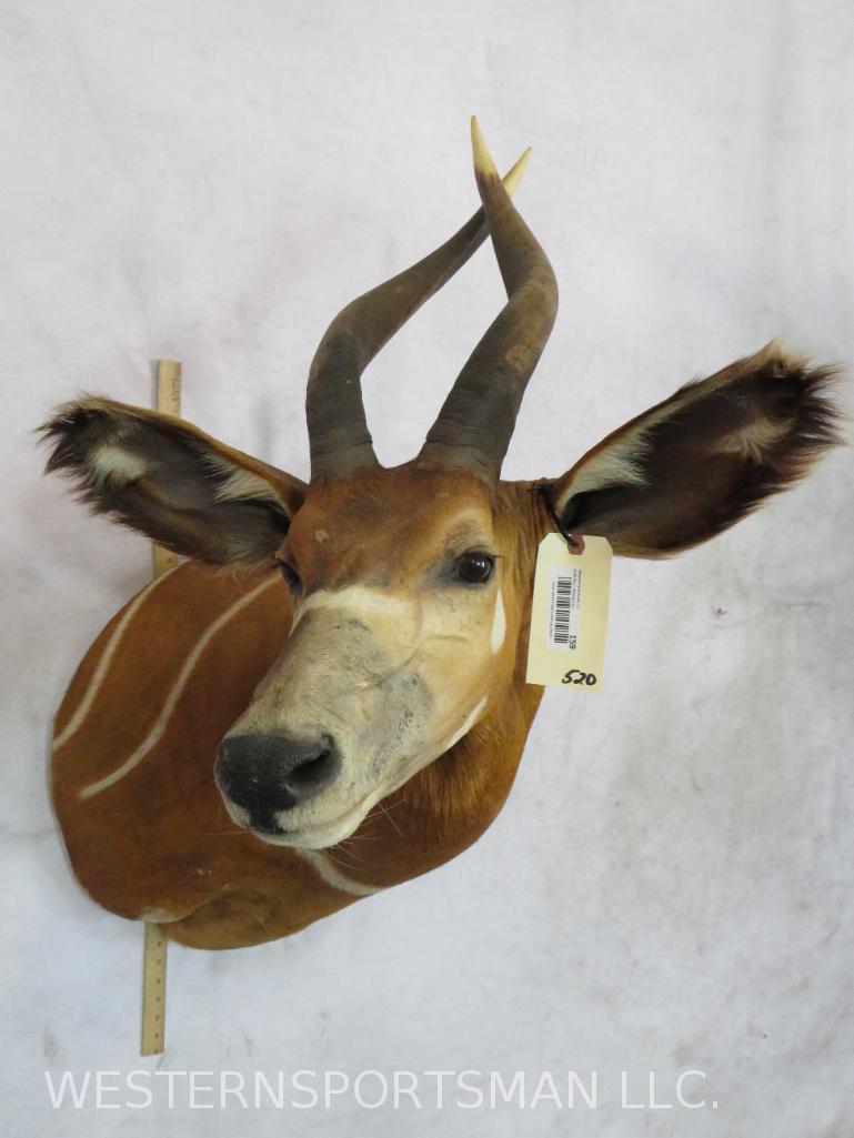 REALLY NICE BONGO SH MT  TAXIDERMY (1 of 5)