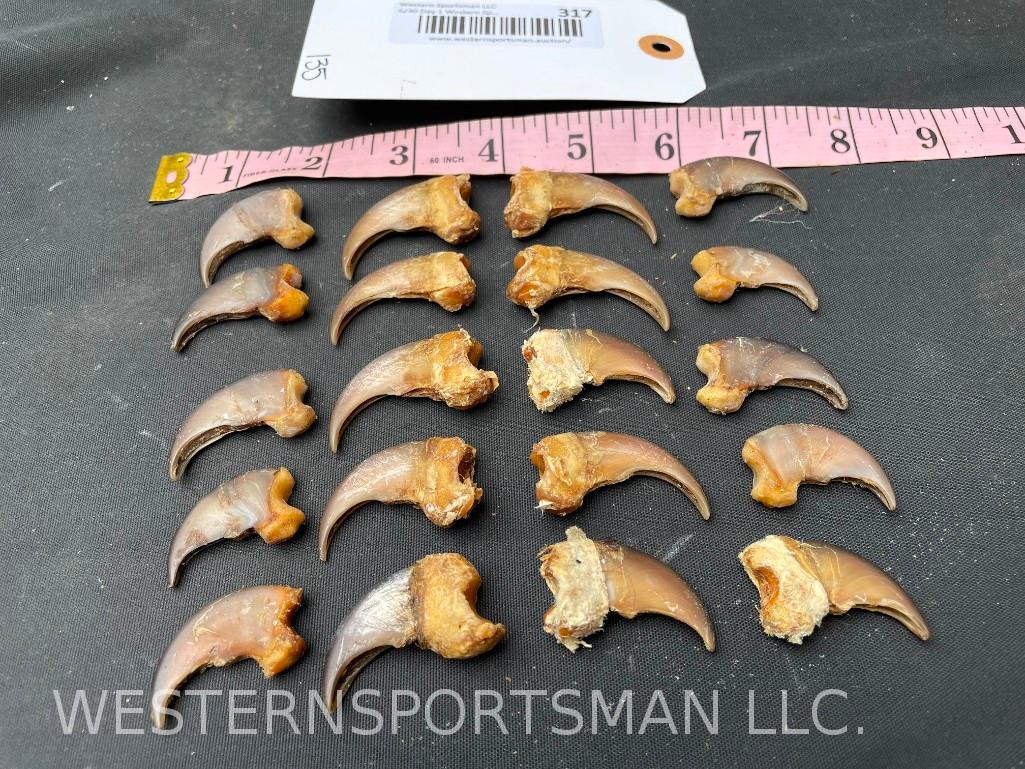Awesome set of 20 Black Bear claws, 1 1/4 inches to 2 1/4 inches long Great for Crafts/Jewelry = all (1 of 3)