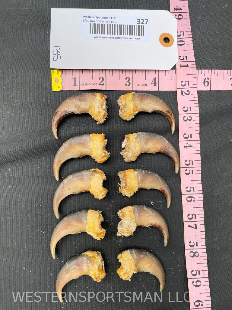 Set of 10 Awesome FRONTS Grizzly bear CLAWS, All, are around 3 inches or better long ! Great for Tax: Set of 10 Awesome FRONTS Grizzly bear CLAWS, All, are around 3 inches or better long ! Great for Taxidermy/crafts/Jewelry = 10 X $